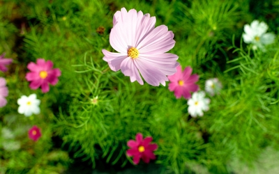 Pink cosmos rising to the light wallpaper