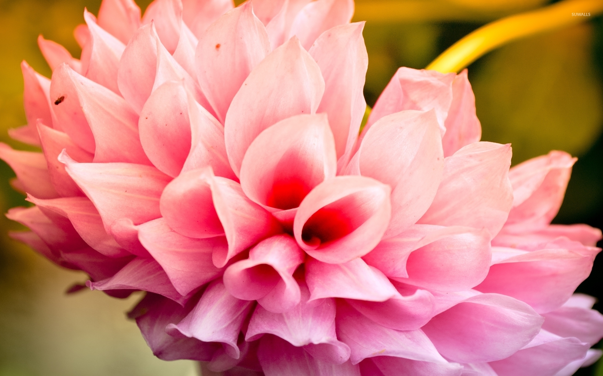 Pink dahlia [3] wallpaper - Flower wallpapers - #33930