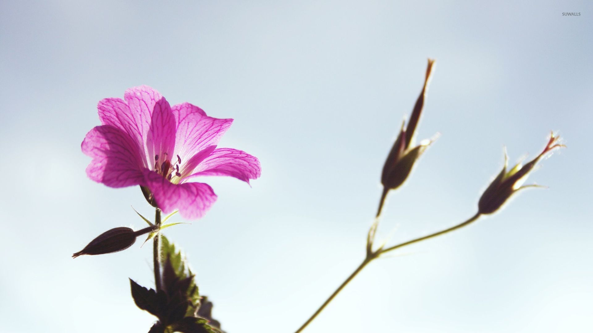 Pink flower rising towards the clear sky wallpaper - Flower wallpapers ...
