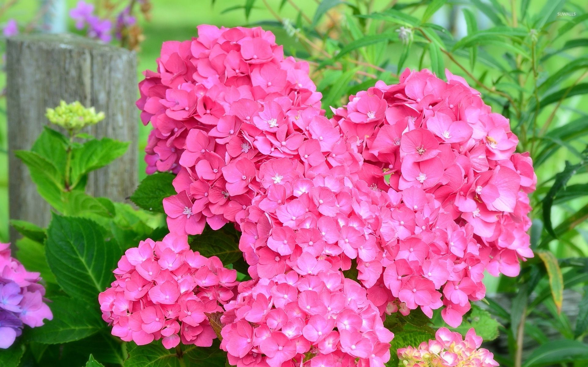 Pink Hydrangea Wallpaper Flower Wallpapers 46365
