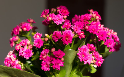 Pink Kalanchoe in the soft sunlight Wallpaper