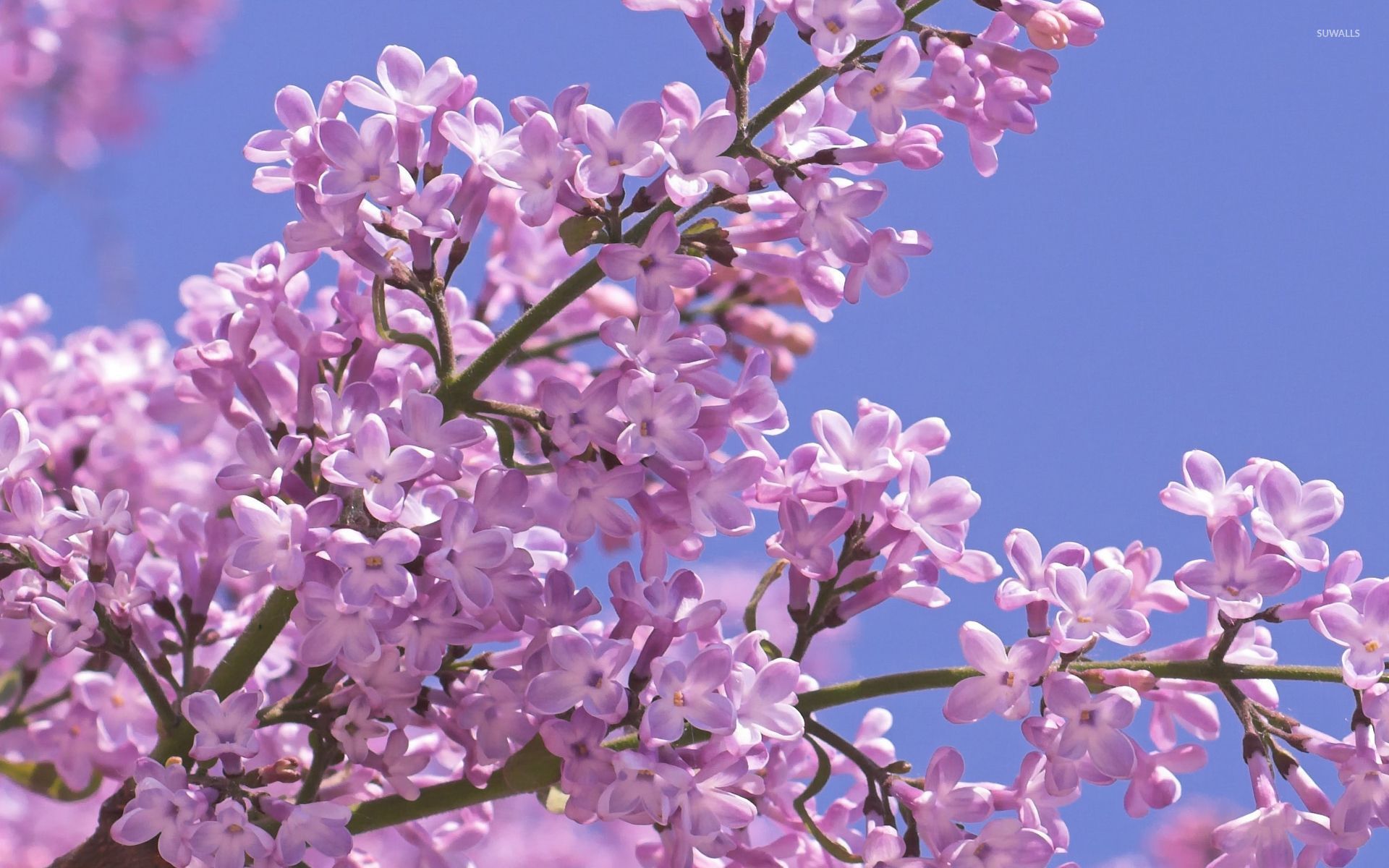 Pink lilacs on a tree branch wallpaper - Flower wallpapers - #50473