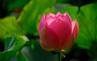 Pink lotus [4] wallpaper 2560x1600 jpg