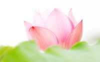 Pink lotus flower wallpaper 1920x1200 jpg