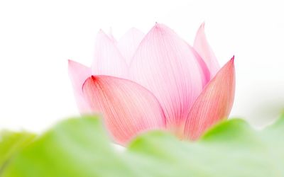 Pink lotus flower wallpaper