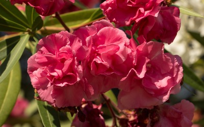 Pink Nerium oleander blossoms in the sunlight wallpaper