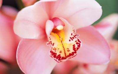 Pink orchid wallpaper
