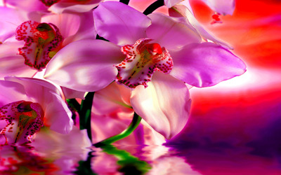 Pink orchids wallpaper