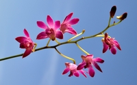 Pink orchids [4] wallpaper 1920x1200 jpg