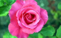 Pink rose [5] wallpaper 1920x1200 jpg