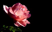 Pink rose [6] wallpaper 2560x1600 jpg