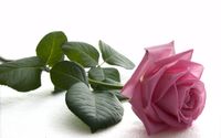 Pink rose [3] wallpaper 2560x1600 jpg