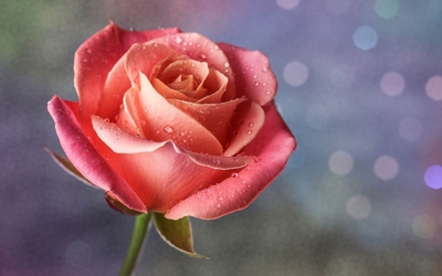Pink rose with water drops Wallpaper