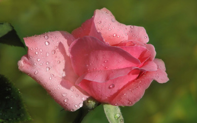 Pink rose with water drops [2] wallpaper