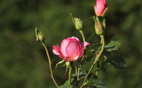 Pink roses [7] wallpaper 2560x1440 jpg