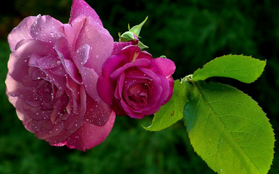 Pink roses with dew drops Wallpaper