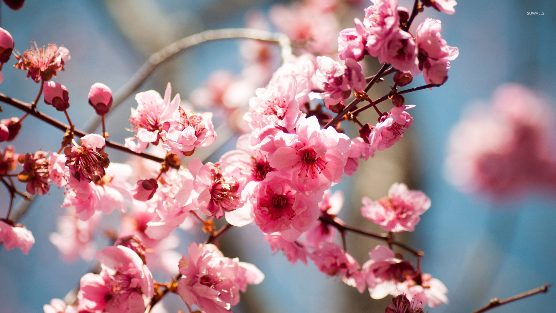 Pink spring blossoms wallpaper - Flower wallpapers - #45467