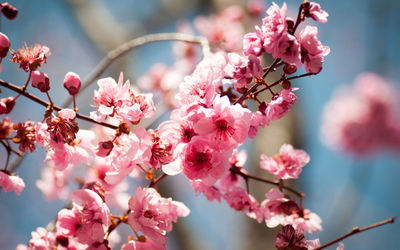 Pink spring blossoms wallpaper