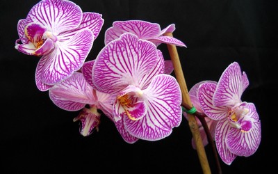Pink striped orchids wallpaper