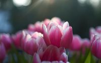 Pink tulips [7] wallpaper 2560x1600 jpg