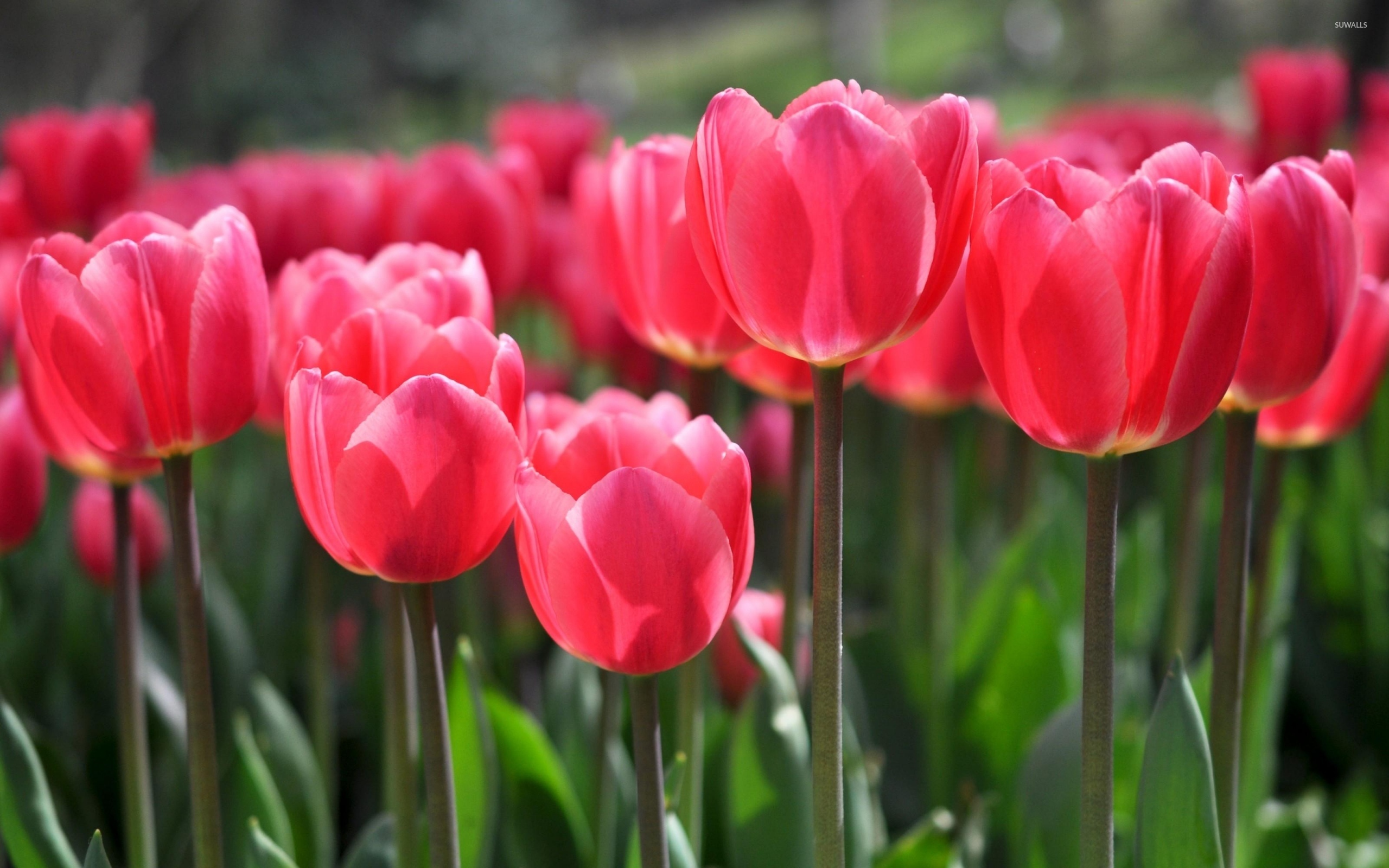 Фиалка pink tulip фото