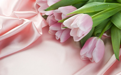 Pink Tulips wallpaper