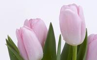 Pink tulips [2] wallpaper 1920x1200 jpg
