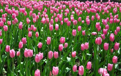 Pink tulips on the field wallpaper