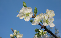 Plum blossoms [2] wallpaper 2560x1600 jpg