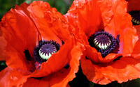 Poppies [3] wallpaper 2560x1600 jpg