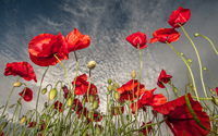 Poppies [6] wallpaper 1920x1200 jpg