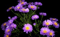 Purple Chrysantemums at night wallpaper 2560x1600 jpg