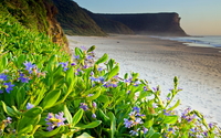Purple flowers on a sandy beach wallpaper 3840x2160 jpg