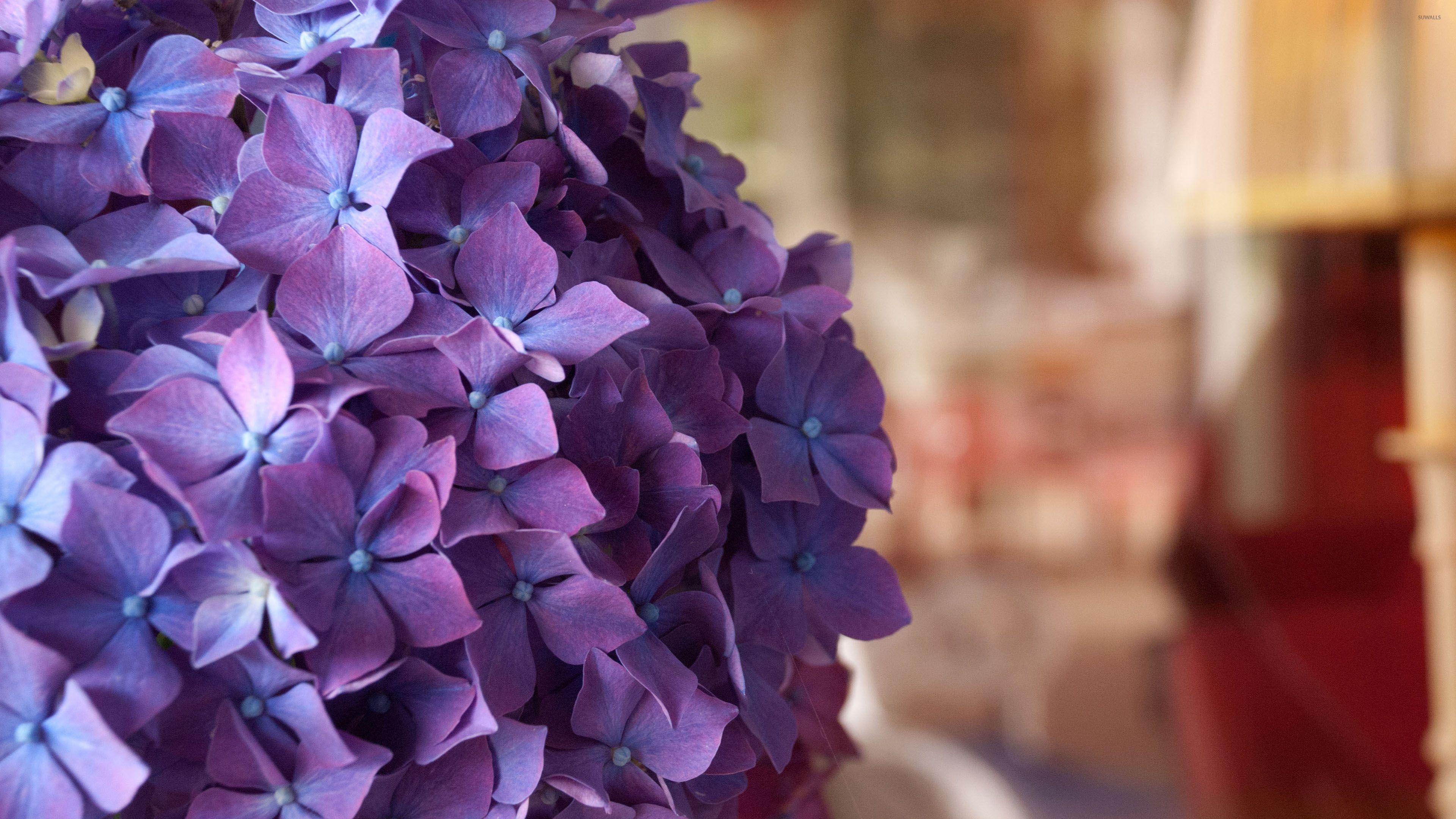 Hoa cẩm tú cầu tím là loài hoa đẹp mê hoặc với những cánh hoa mềm mại màu tím nhạt. Nhìn thấy chúng, bạn sẽ cảm nhận được sức hút và sự quyến rũ đặc biệt của loài hoa này. Hãy mở xem hình ảnh để thấy tất cả vẻ đẹp của hoa cẩm tú cầu tím.