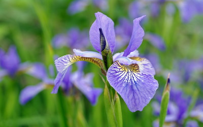Purple iris wallpaper