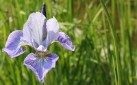 Purple iris [2] wallpaper 3840x2160 jpg
