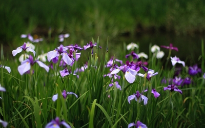 Purple irises wallpaper