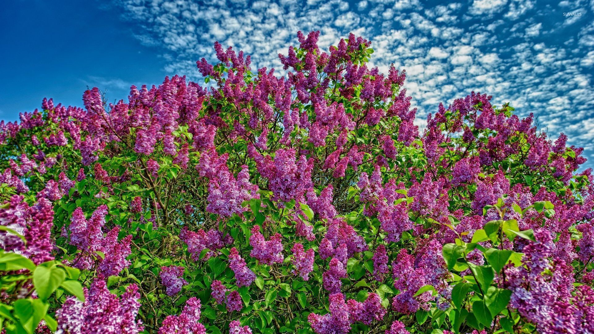 lilac bush wallpaper