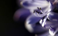 Purple lily [2] wallpaper 2560x1600 jpg
