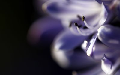 Purple lily [2] wallpaper