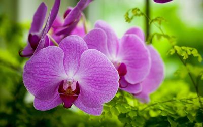 Purple orchid [3] wallpaper