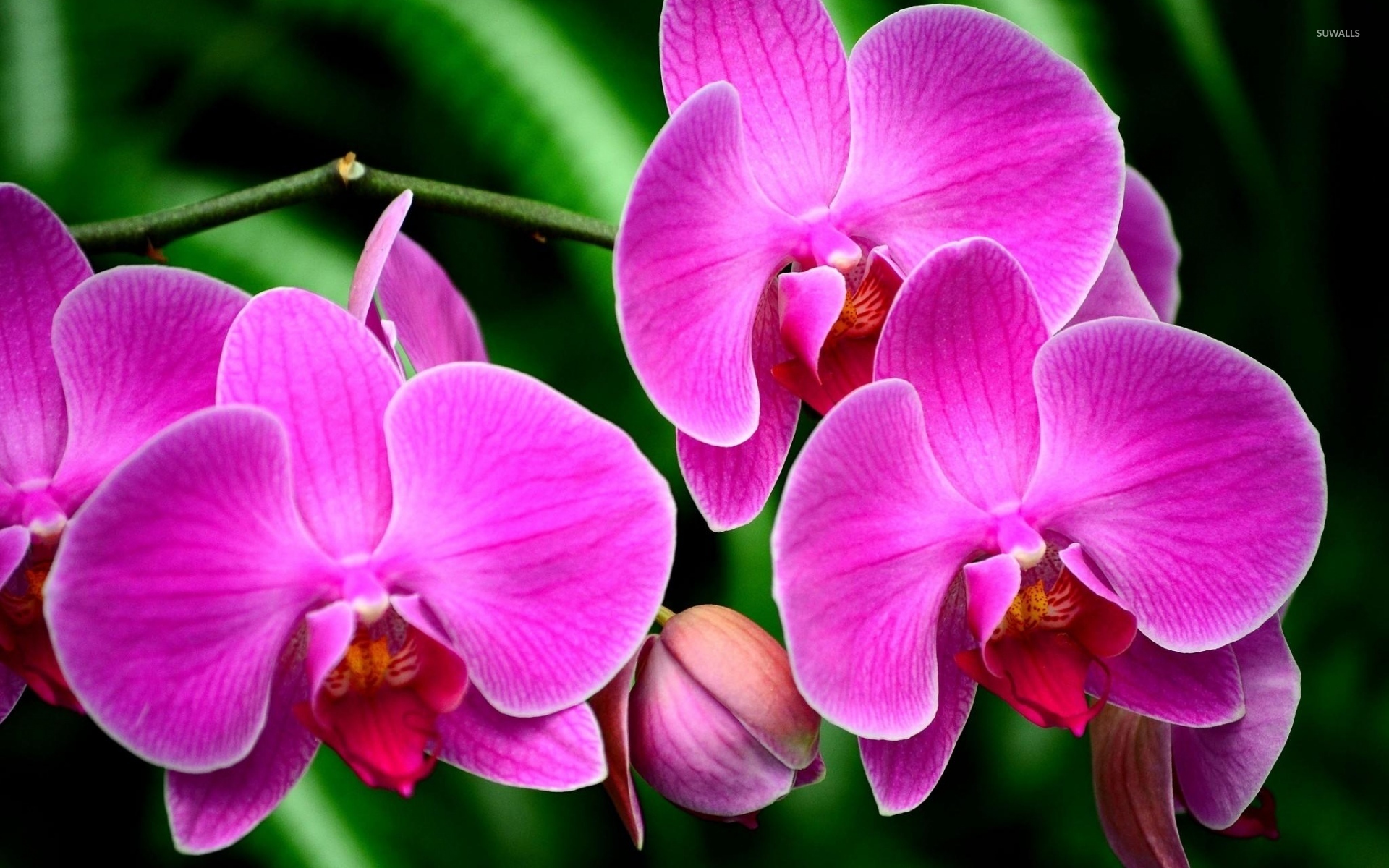 Purple Orchid Flowers Wallpaper