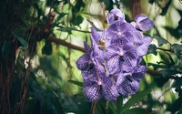 Purple orchids [5] wallpaper 1920x1200 jpg