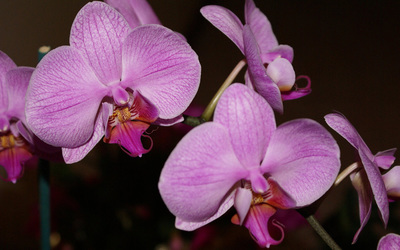 Purple orchids [2] wallpaper