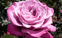 Purple rose [3] wallpaper 2560x1600 jpg