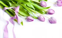 Purple tulips [2] wallpaper 2560x1600 jpg