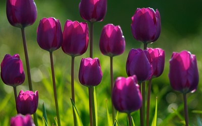 Purple tulips wallpaper