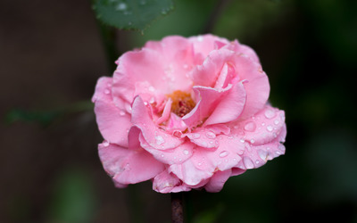 Raindrops on a pale pink rose wallpaper