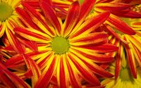Red and Yellow Daisy wallpaper 1920x1200 jpg