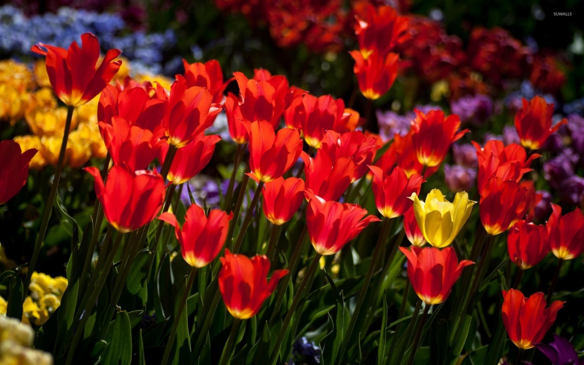 Red and yellow tulips wallpaper - Flower wallpapers - #40246